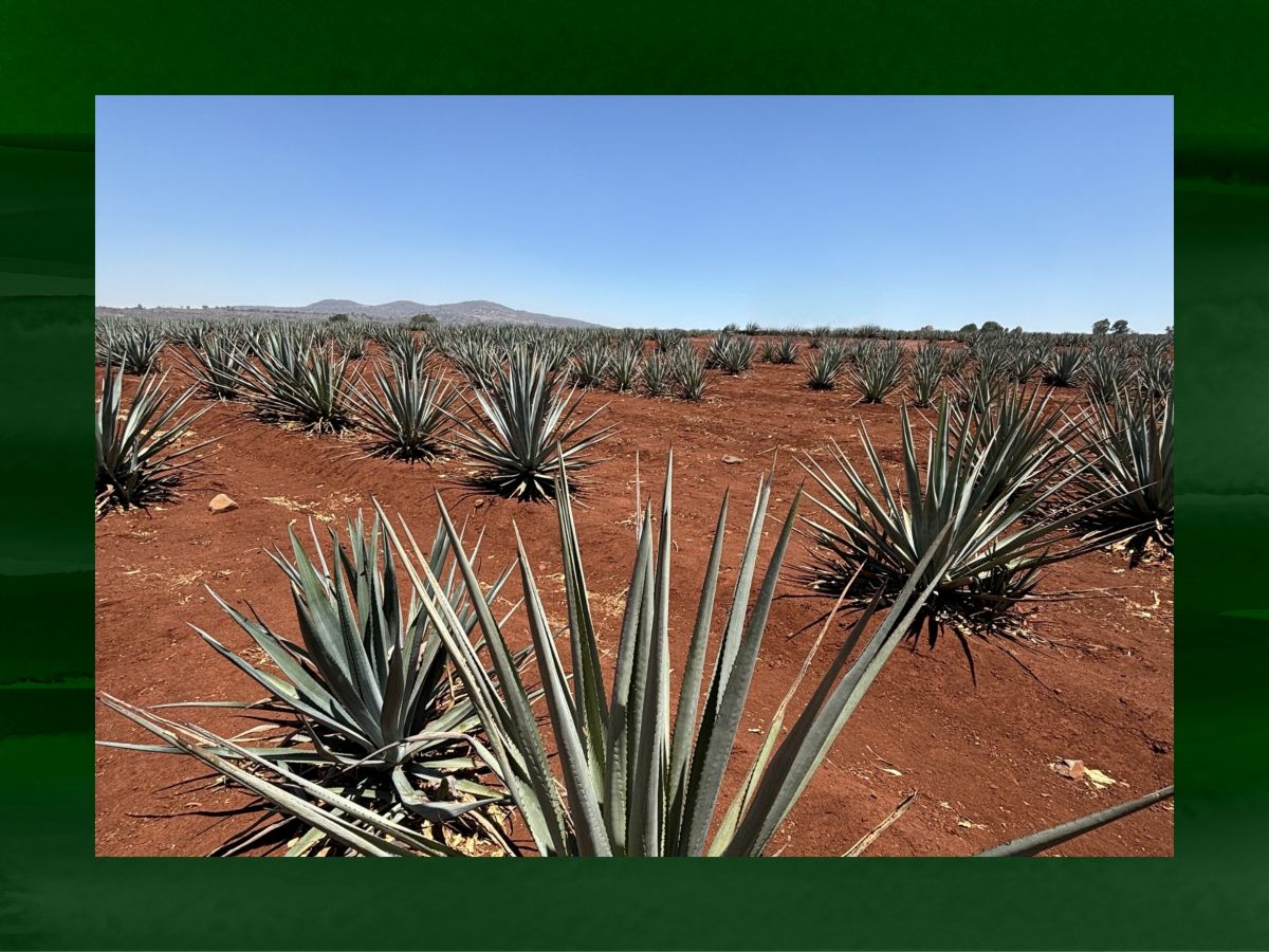 6 things I learned in Tequila (that don’t make it into the usual spiel)