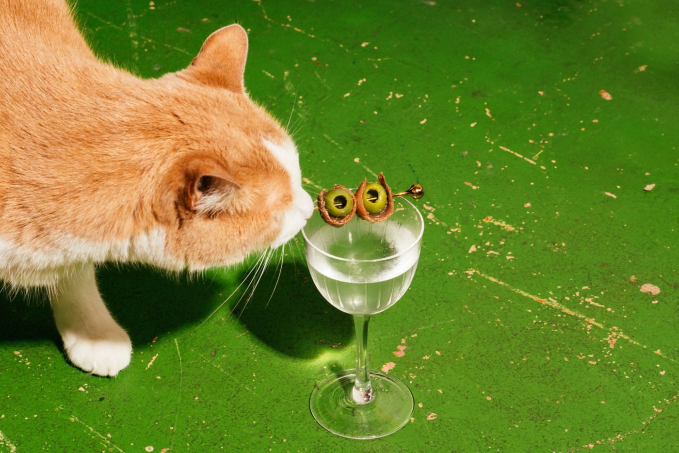 A cat with a DIrty Martini that has olives and anchovies as a garnish