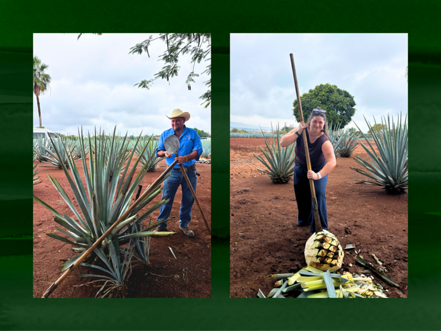 A Jose Cuervo jimador working agave, and the writer Lara Chan-Baker having a go 