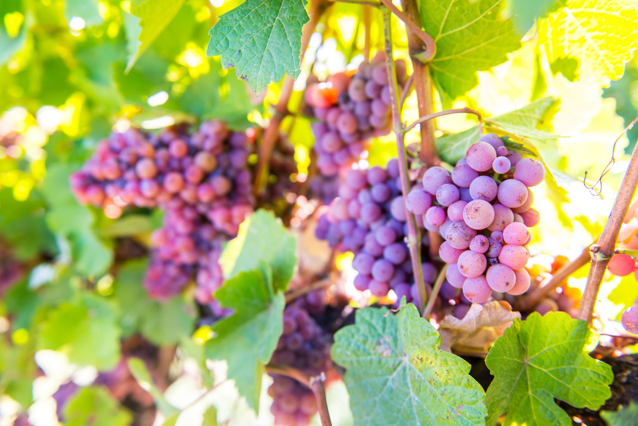 Ripe wine grapes ready for picking