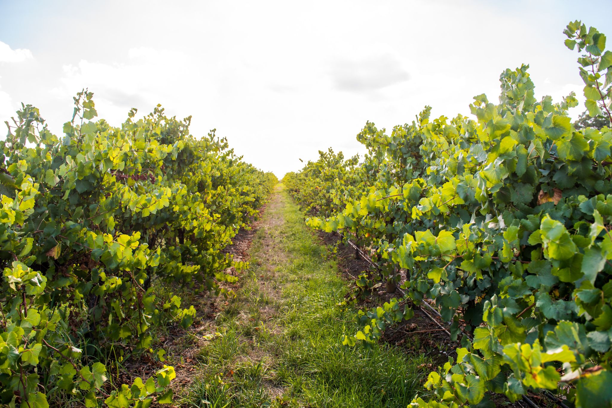 Vines in the Barossa Valley 