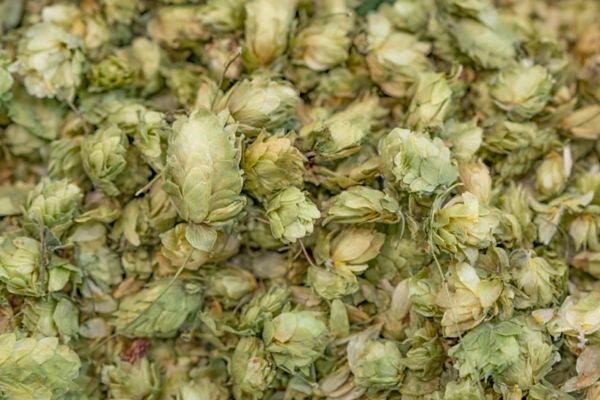 A beginner’s guide to hops