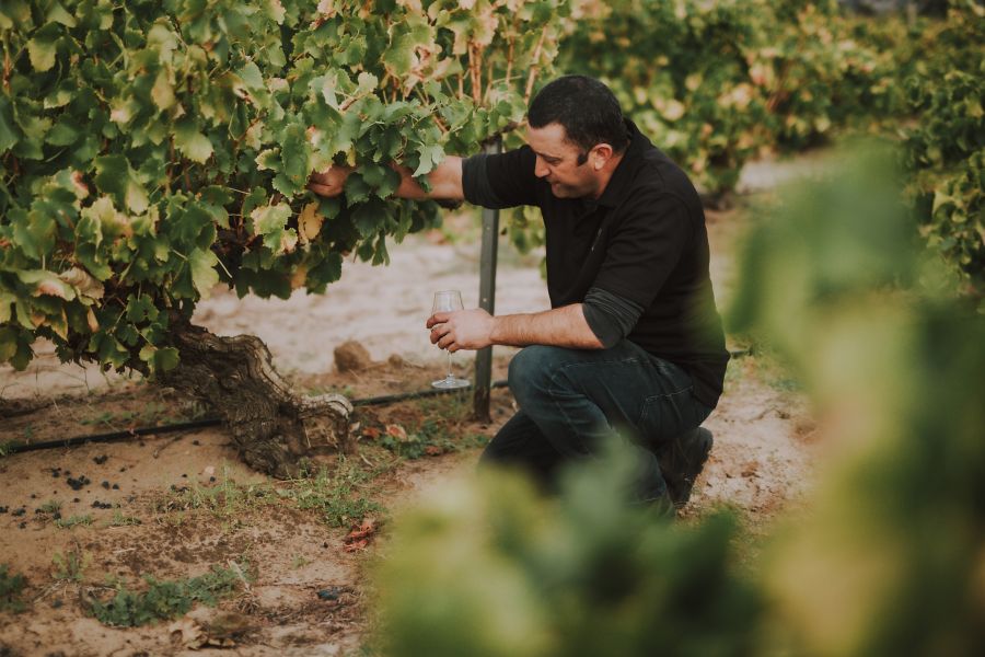 Marco Cirillo tends to the world's oldest grenache vines in the Barossa Valley