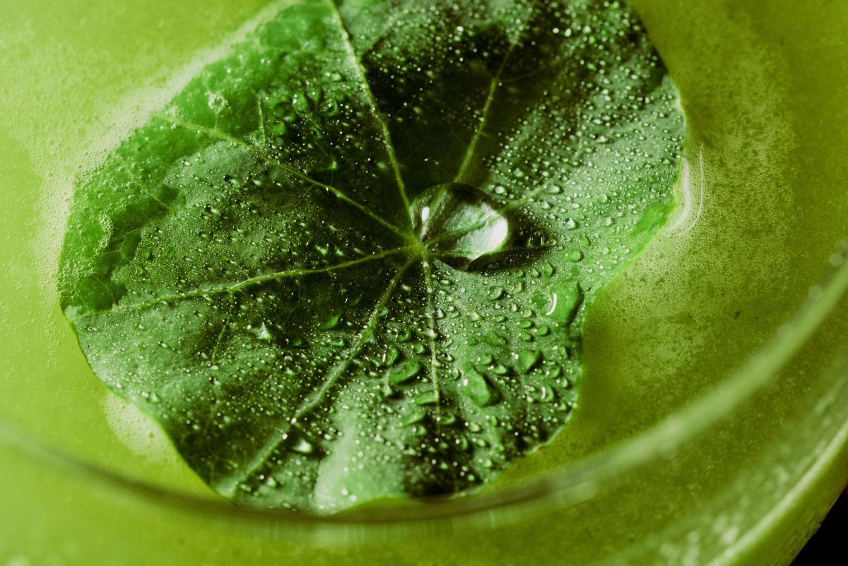 A close-up of the top of the Rocket Gimlet cocktail