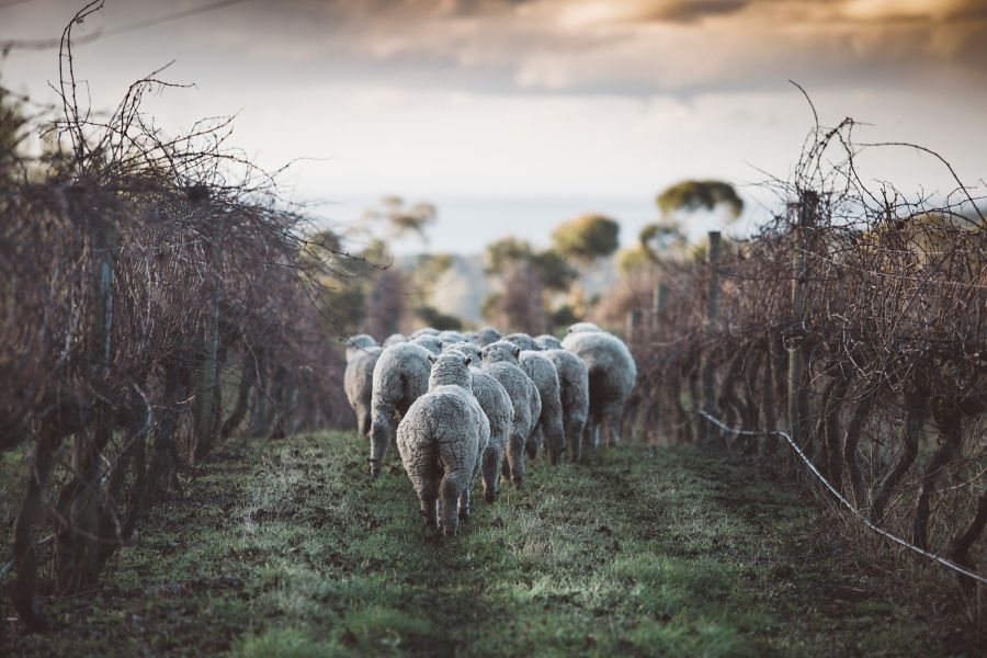 Sheep among the vines at Scotchmans Hill 