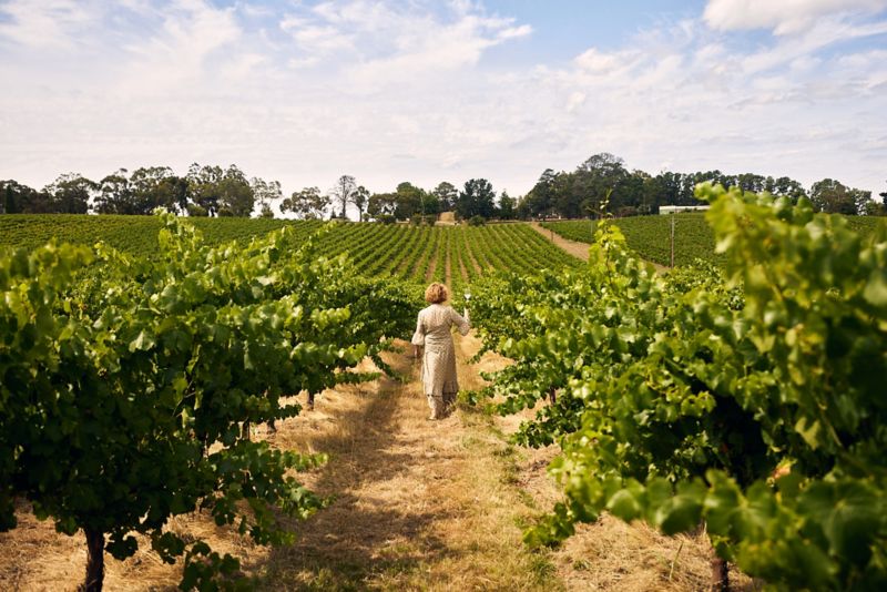 Vine Guide: Adelaide Hills edition