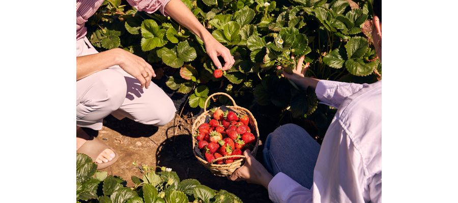 Picking strawberries at Beerenberg farm