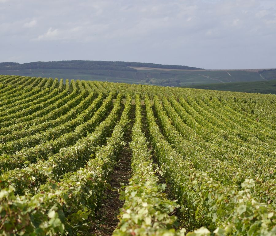 Just one of the prestige vineyards EPC Chamapagne works with in Champagne.  