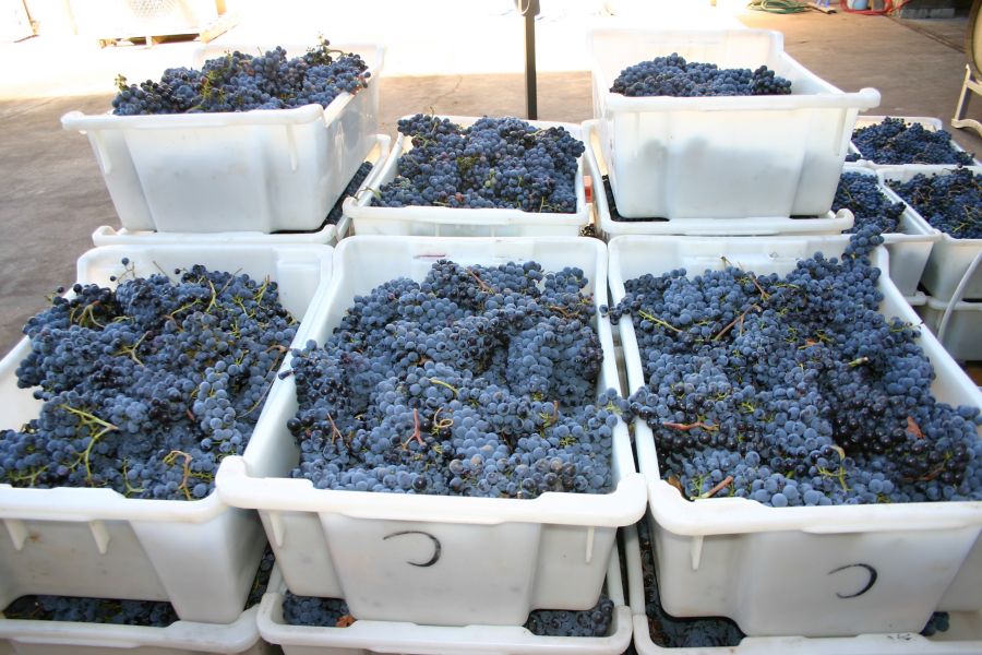 Castagna winery and cellar door in Beechworth