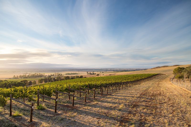 Why we have one family to thank for so many of Australia’s grapes