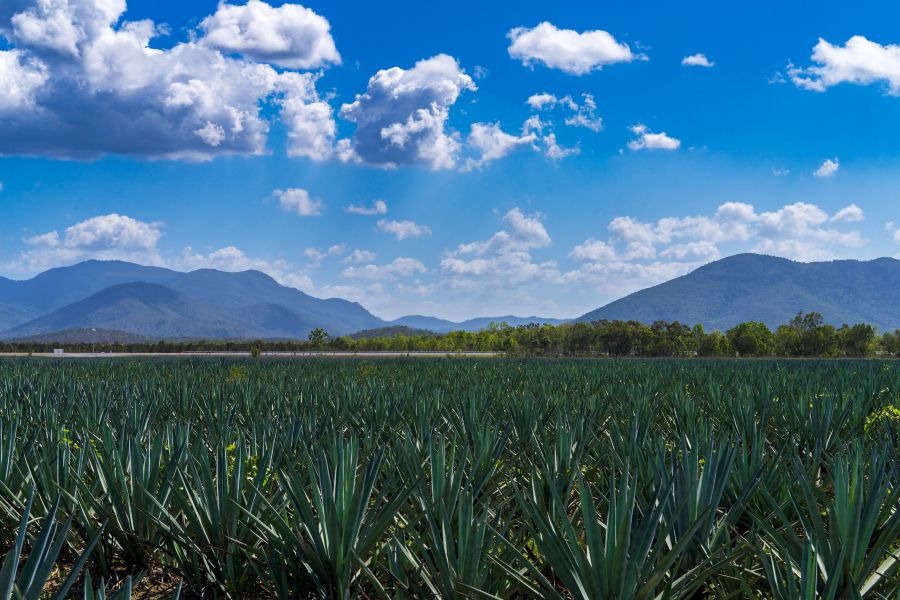 Act of Treason's agave fields in Queensland