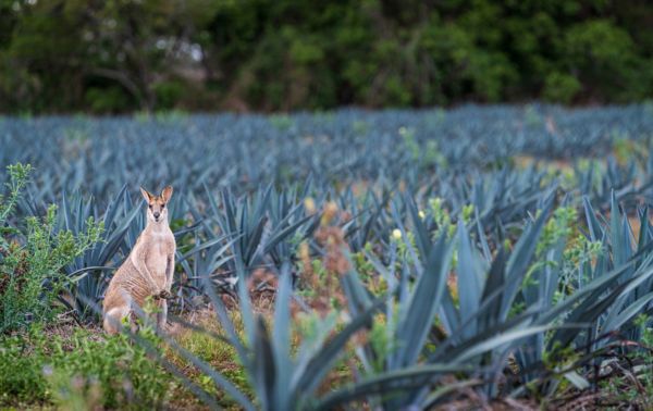 Aussie agave is set to explode