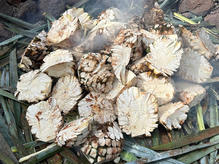 Cooking the agave plants at Agave Australis in Far North Queensland