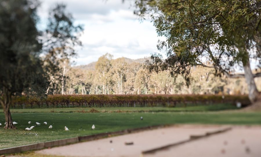 Outside at Dal Zotto in Victoria's King Valley