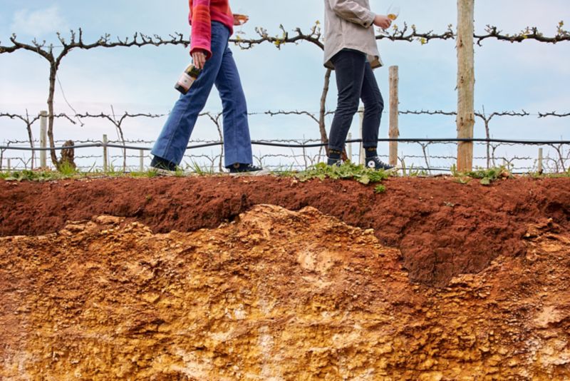 Vine Guide: Coonawarra edition