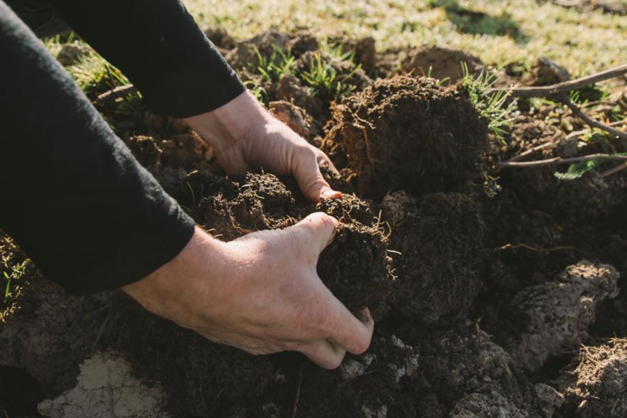 The Founder's view range