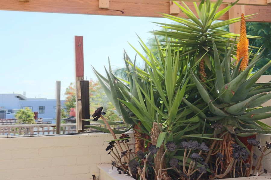 The rooftop at Rodolfo's in Melbourne