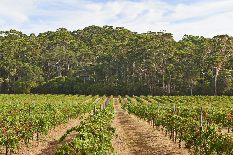 The vines at Leeuwin Estate in Margaret River