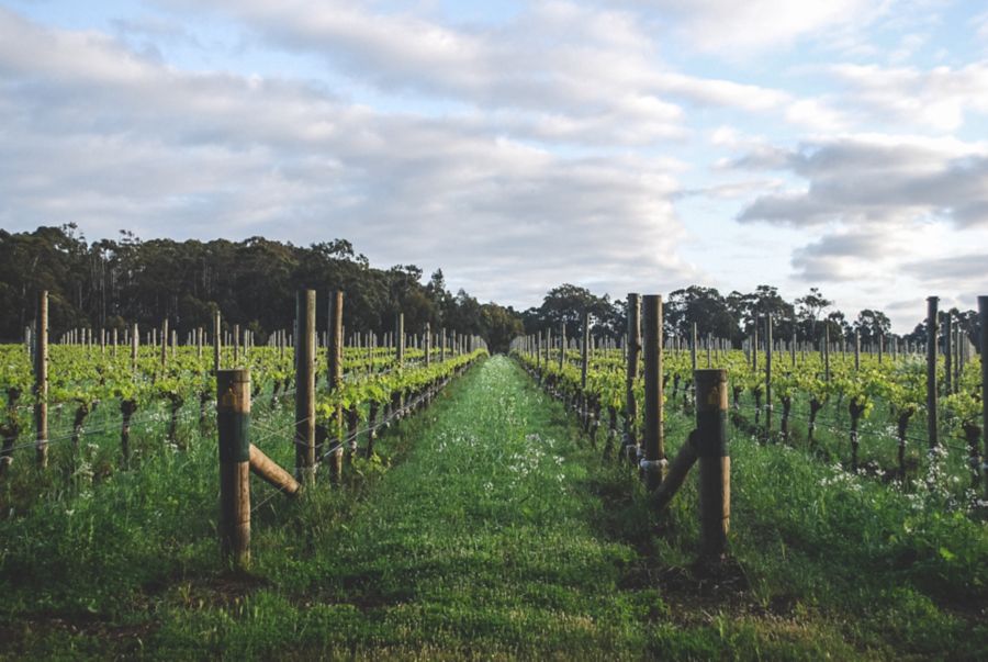 In the vines at Voyager Estate, Margaret River