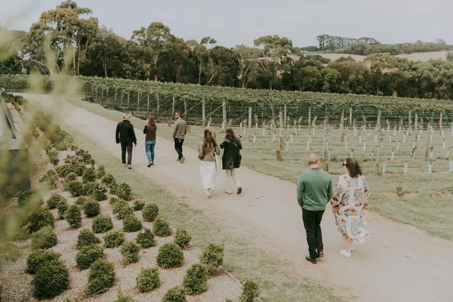 Vineyard at Rare Hare Wine & Food Store