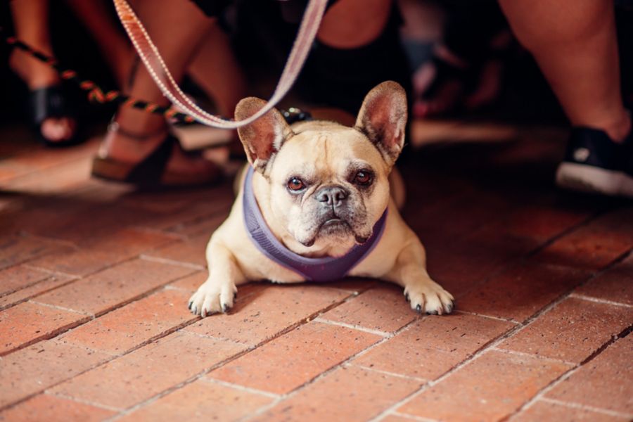 Public House Petersham a Pet-freindly pub