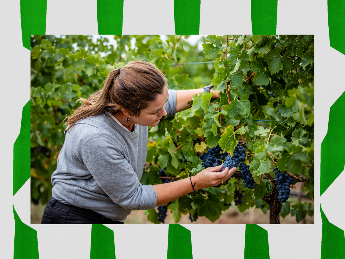 Dr Cath Kidman assessing grapes 