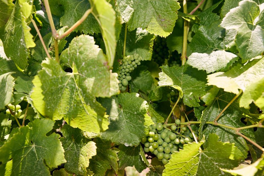 Grapes growing in Basket Range, Adelaide Hills