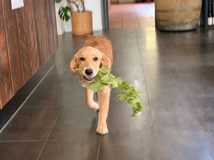 Hay Shed Hill's winery dog inside cellar door