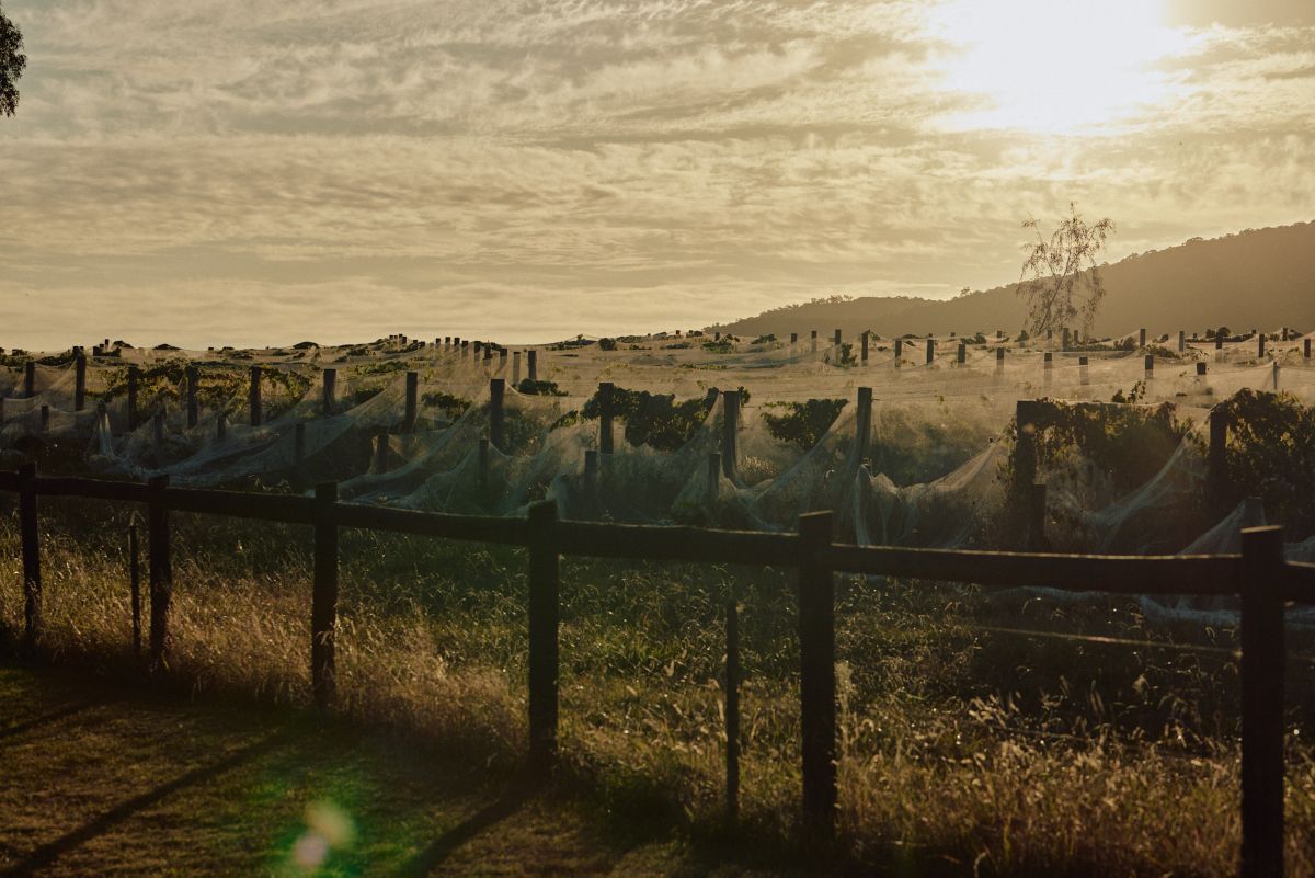 A Vineyard that Mac Forbes works with in the Yarra Valley 