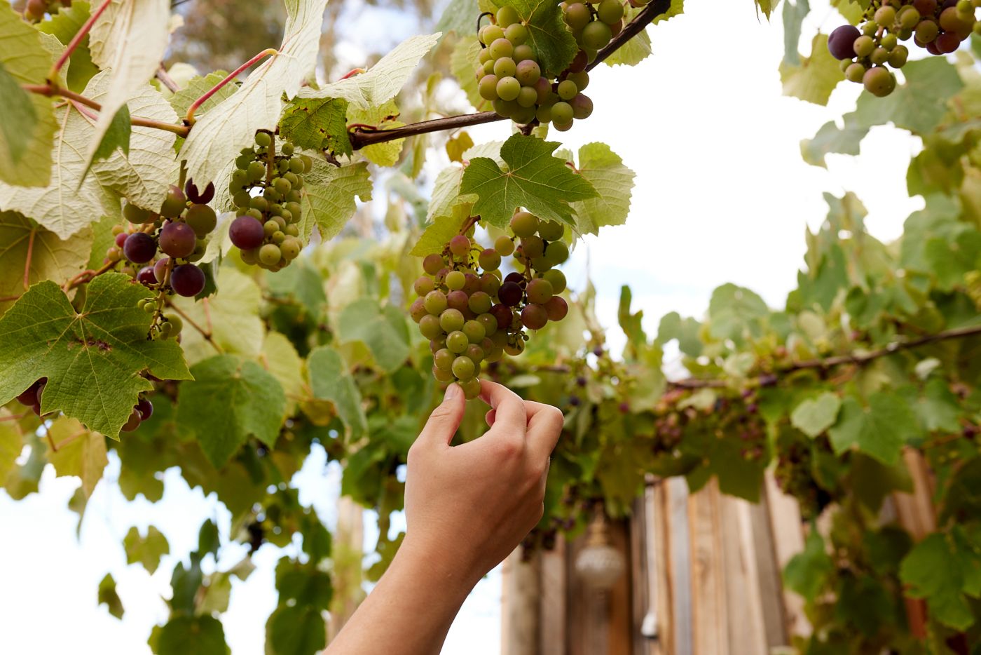 Picking a grape off the vines in a vineyard 