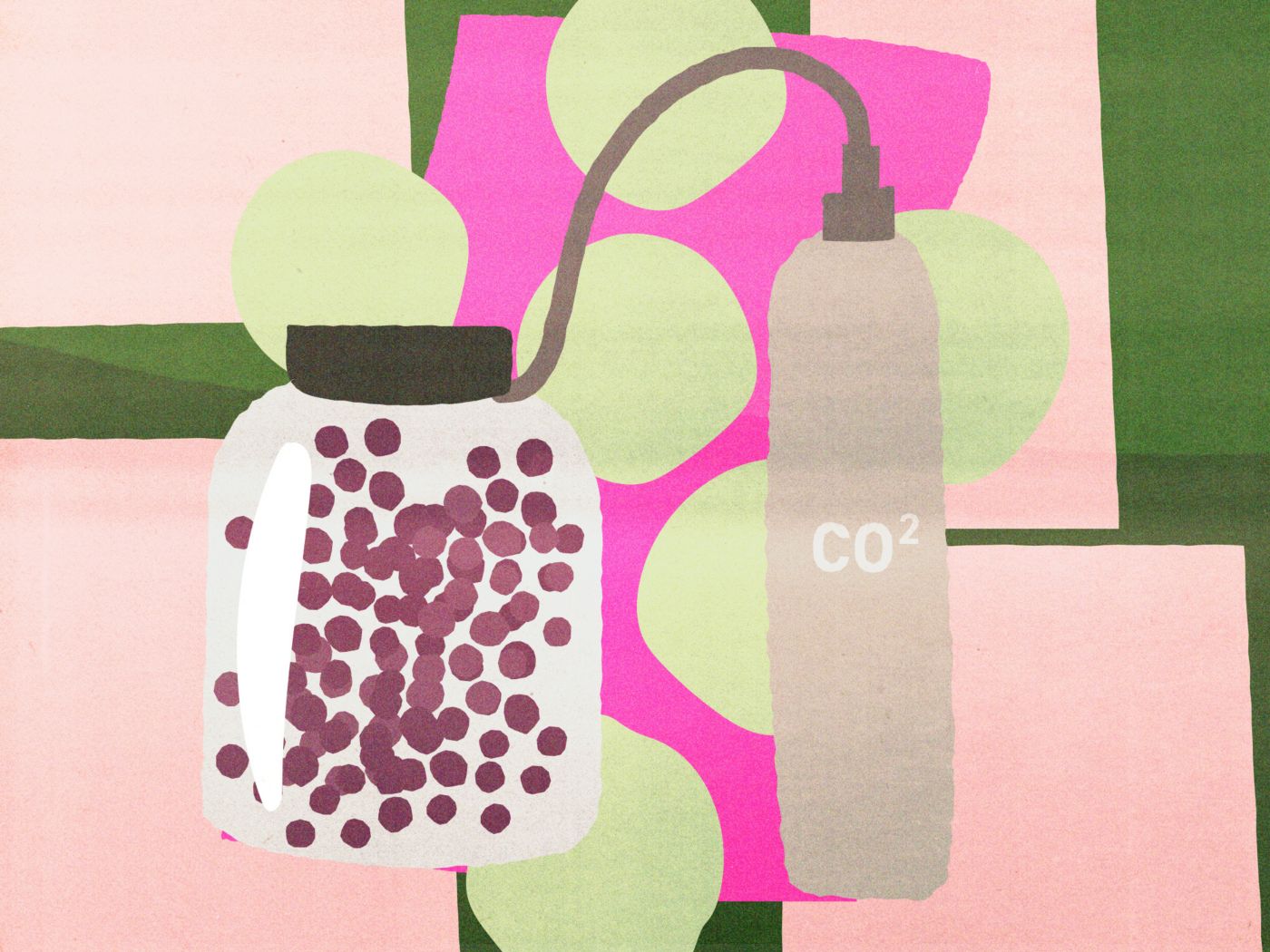 What is Carbonic Maceration? (Carbonic Maceration vs Wholebunch