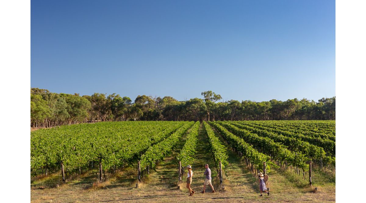 Ultimate Guide to Beechworth Wine Region (Top Wine Styles, Hero
