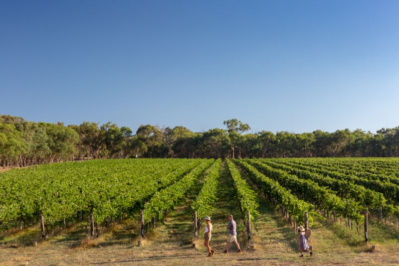 Vine Guide: Beechworth edition 
