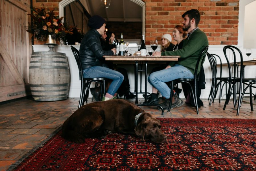 Resident winery dog Merlot at the Rob Dolan Wines cellar door in the Yarra Valley 