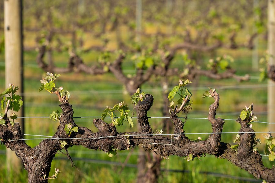 Budburst at Star Lane 