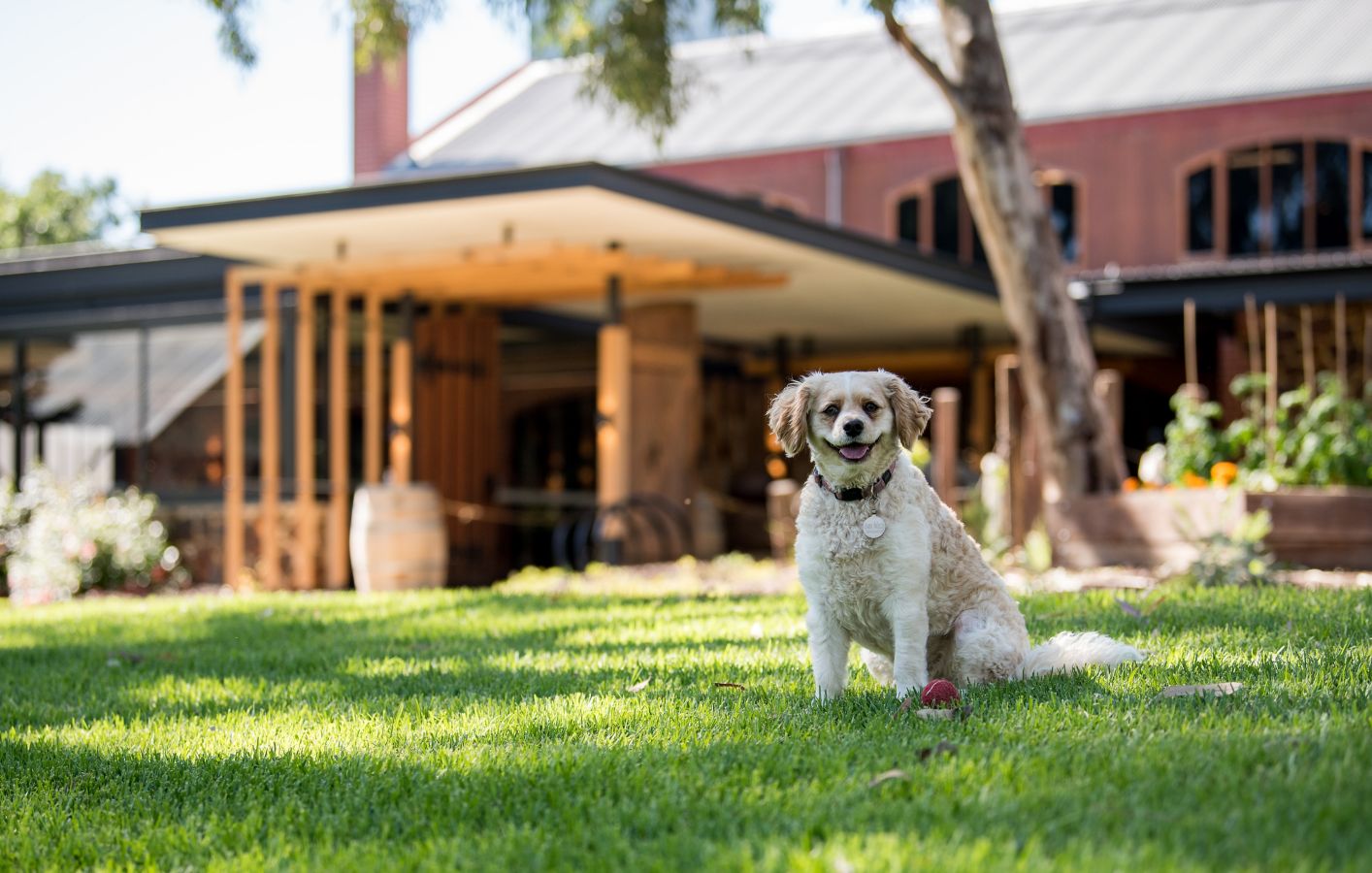 Australia’s must-visit wineries where your doggo can join you