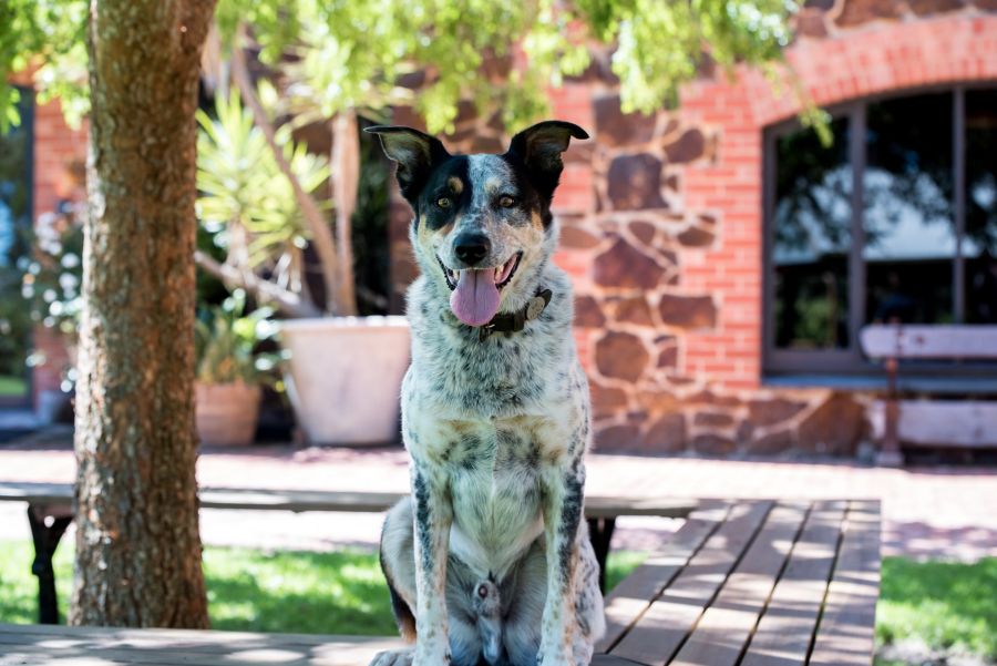 A happy dog on the lawn at Wirra Wirra in McLaren Vale
