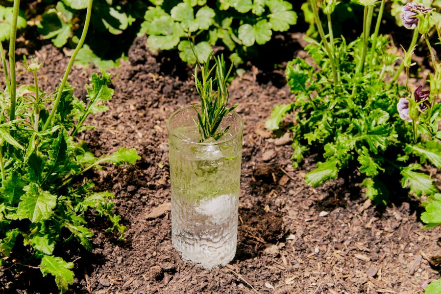 A cocktail in a garden garnished with rosemary