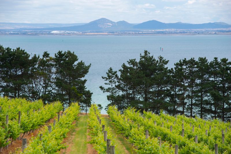 Vine Guide: Bellarine Peninsula edition