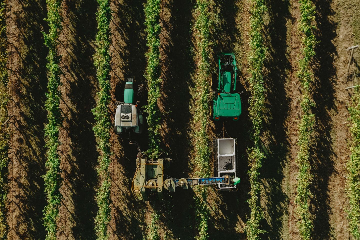 An aerial shot of harvesting in action in a Rutherglen vineyard 