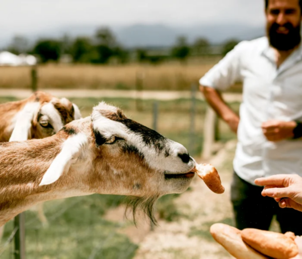 Top 10 unmissable Yarra Valley experiences
